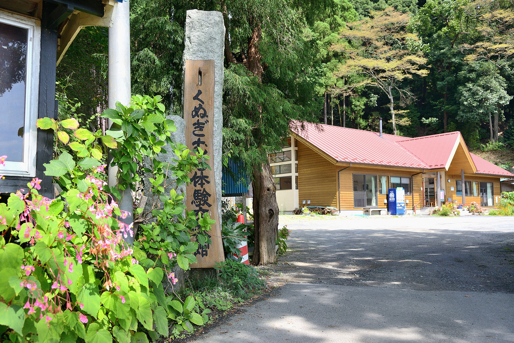 シュウカイドウ（秋海棠） ときがわ町椚平（くぬぎだいら）