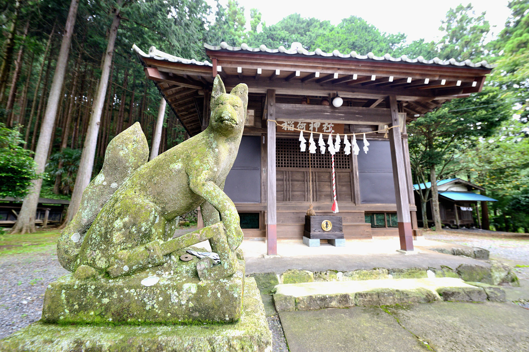 シュウカイドウ（秋海棠） ときがわ町椚平（くぬぎだいら）