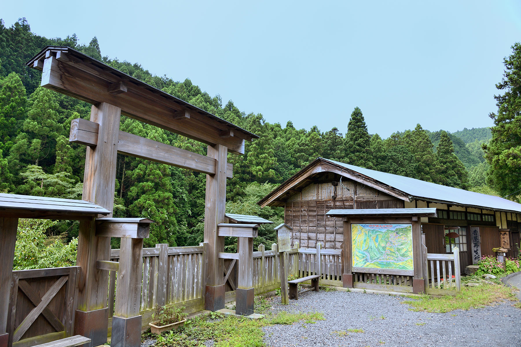 シュウカイドウ（秋海棠） ときがわ町椚平（くぬぎだいら）