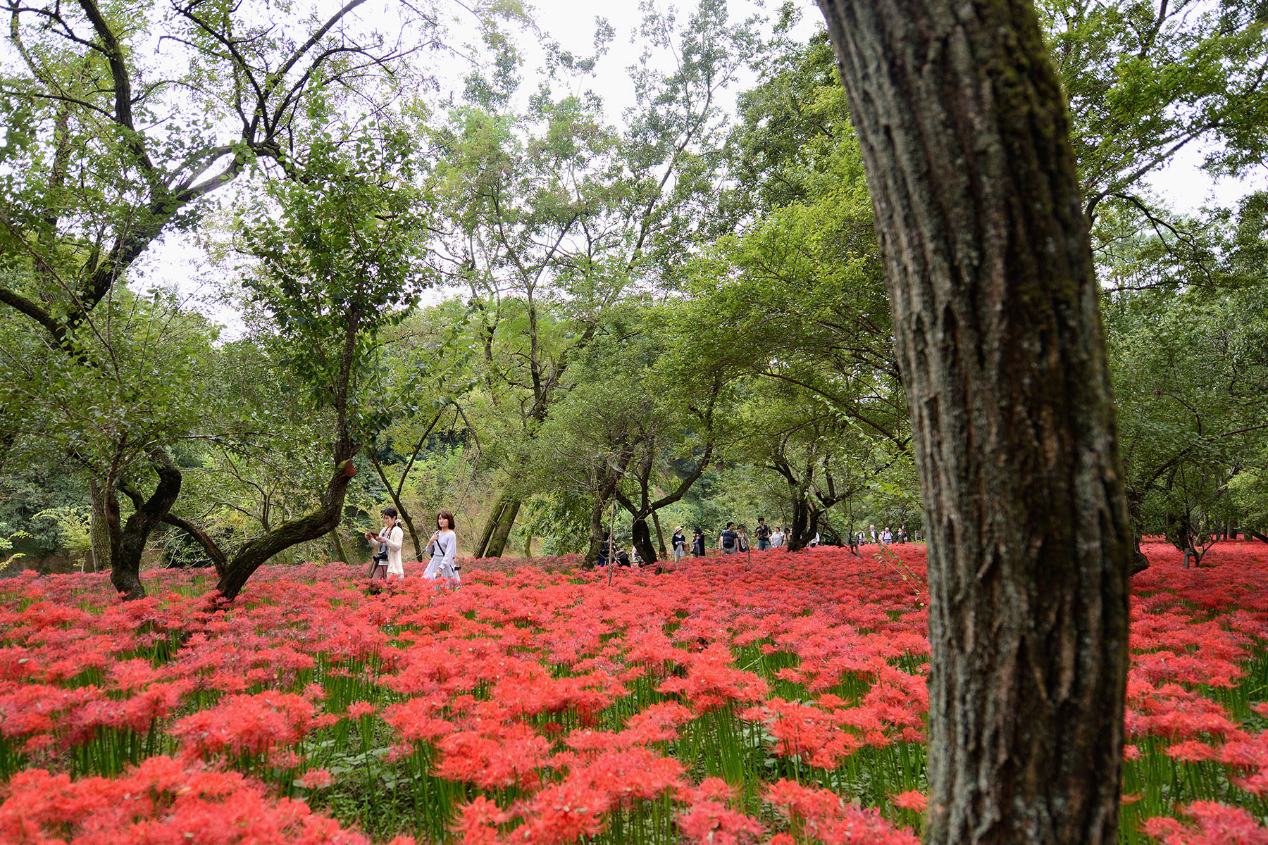 巾着田曼珠沙華 ひだか巾着田 埼玉県日高市 フォトさいたま