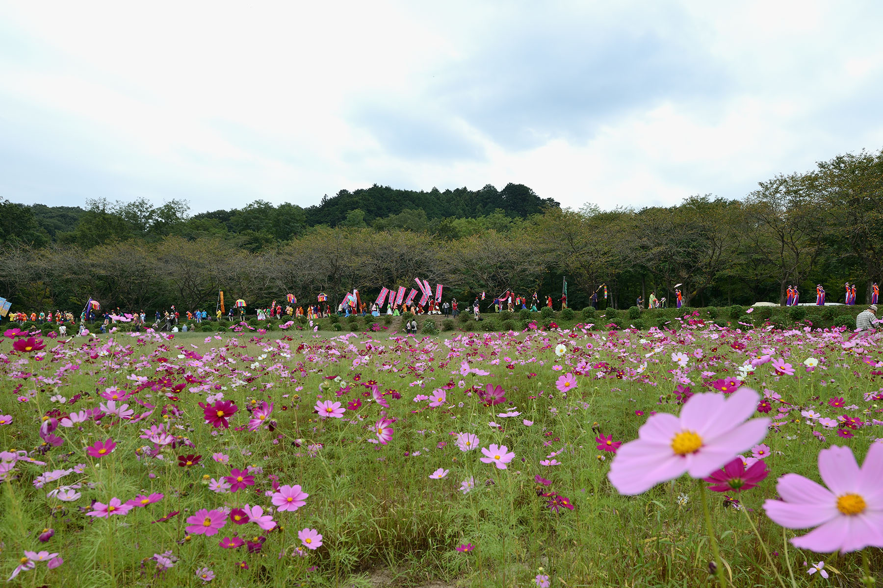 にじのパレード2014秋 日高市巾着田