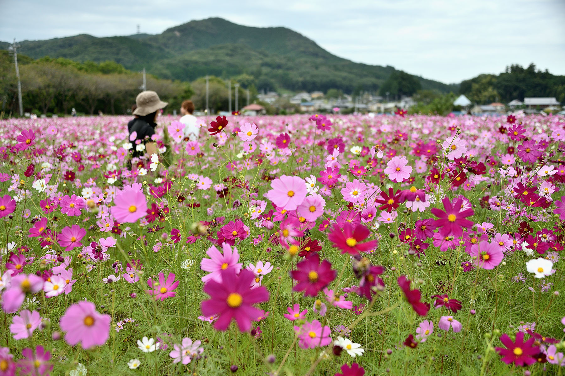 にじのパレード2014秋 日高市巾着田