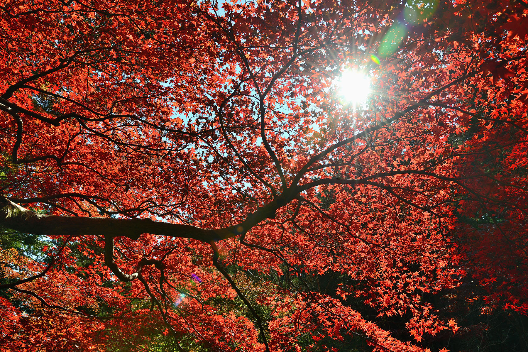 秩父御嶽神社の紅葉 東郷公園秩父御嶽神社