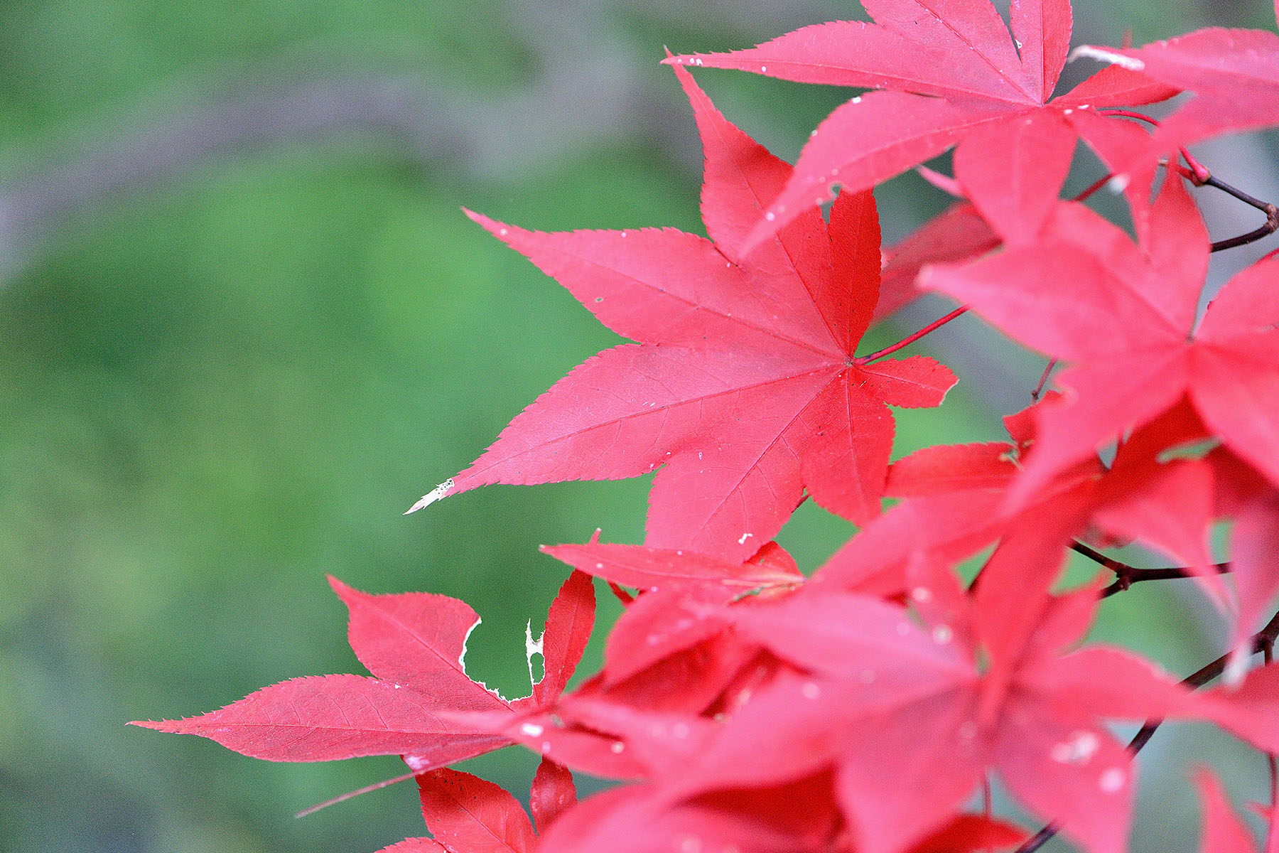 秩父御嶽神社の紅葉 東郷公園秩父御嶽神社