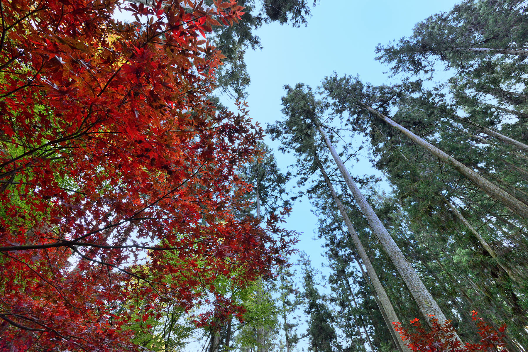 秩父御嶽神社の紅葉 東郷公園秩父御嶽神社