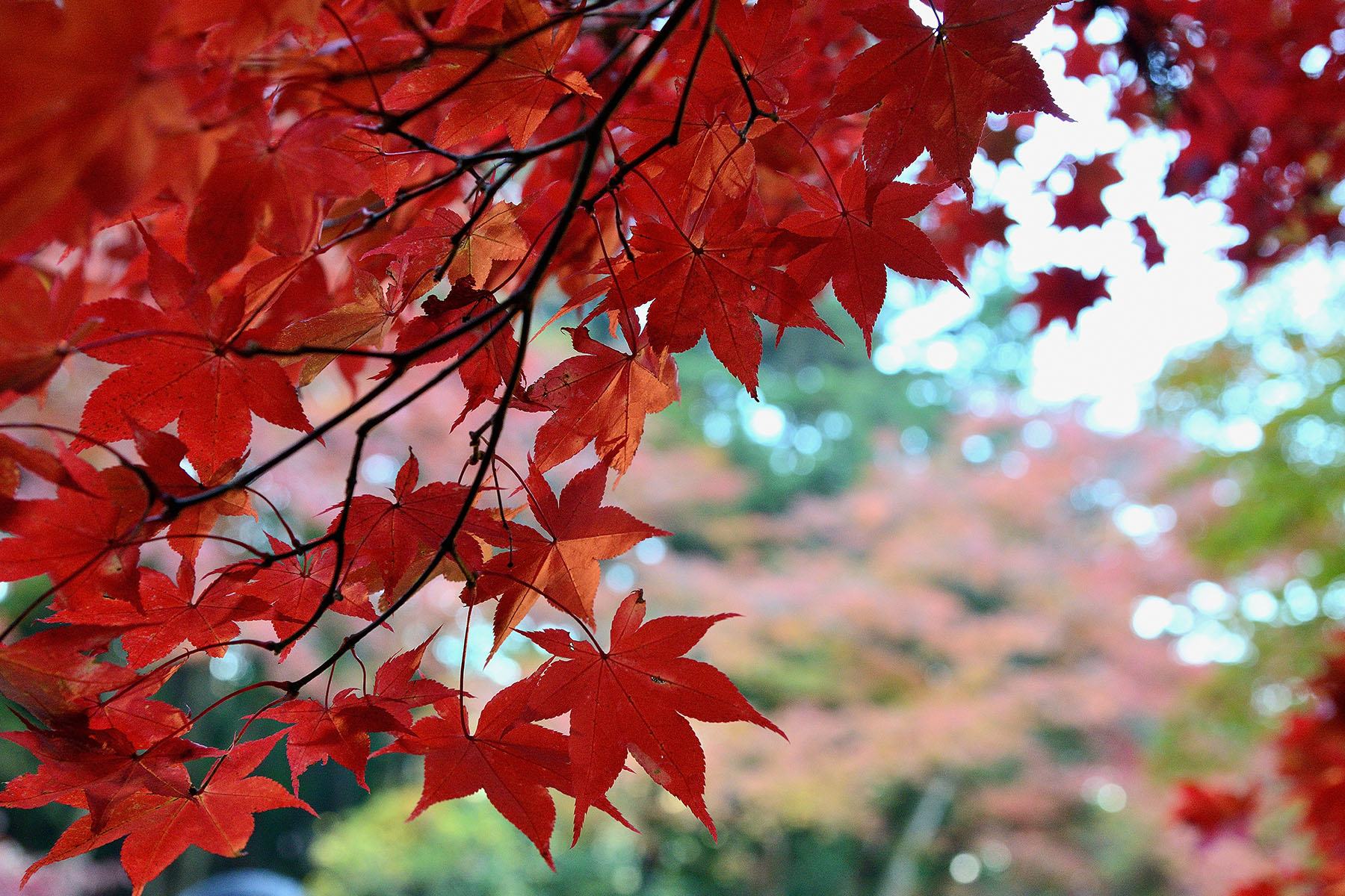 秩父御嶽神社の紅葉 東郷公園秩父御嶽神社