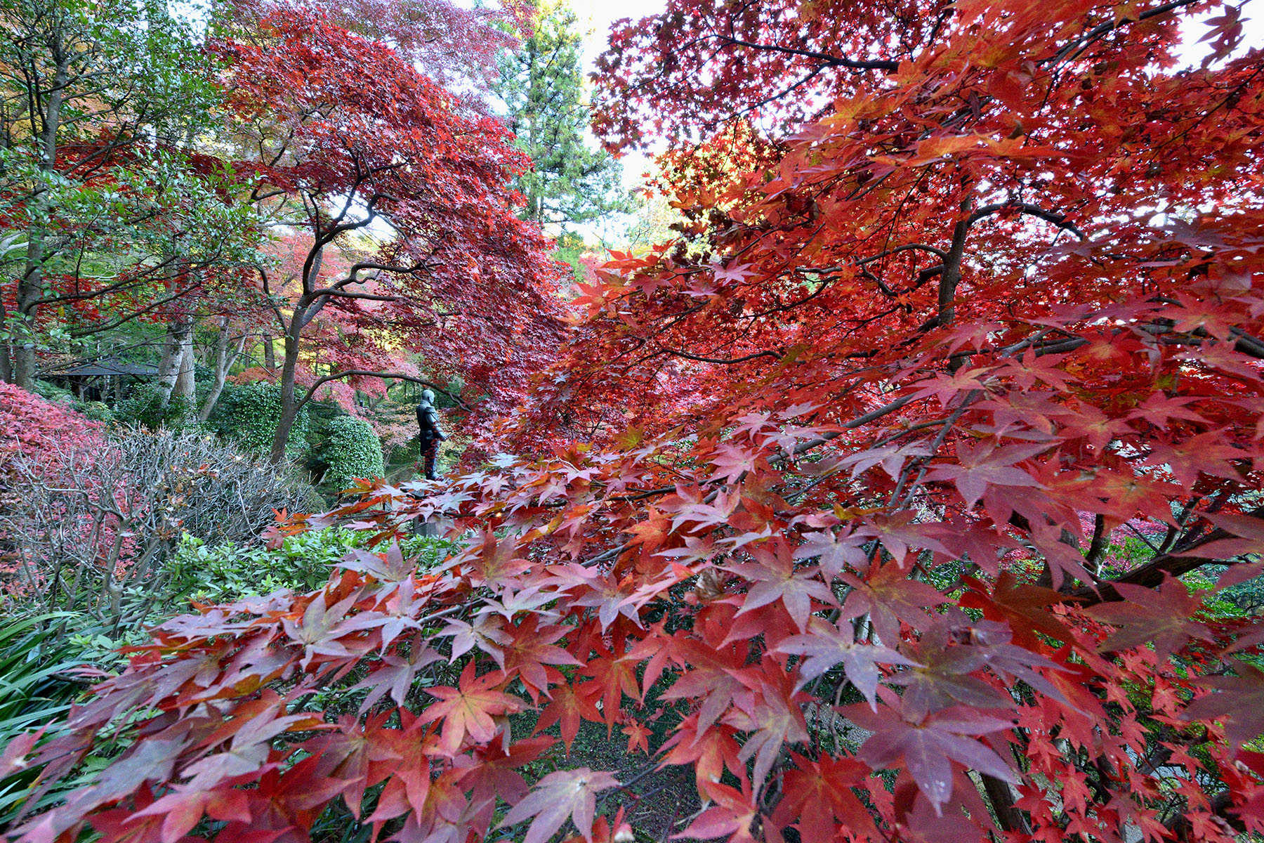 秩父御嶽神社の紅葉 東郷公園秩父御嶽神社