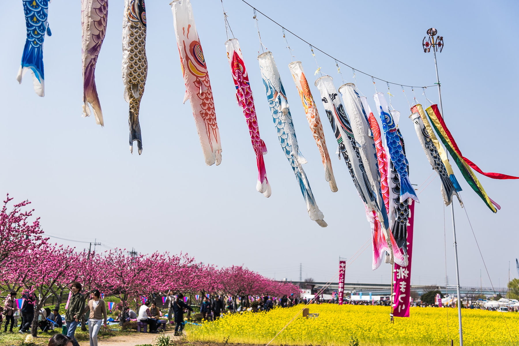 中川やしお花桃まつり 中川やしおフラワーパーク