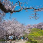 丸墓山古墳の桜 さきたま古墳公園