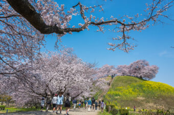 丸墓山古墳の桜