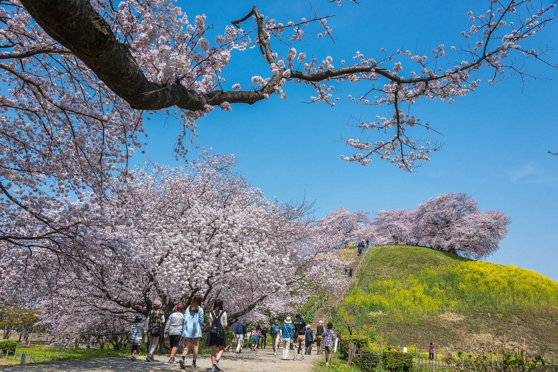 丸墓山古墳の桜 さきたま古墳公園