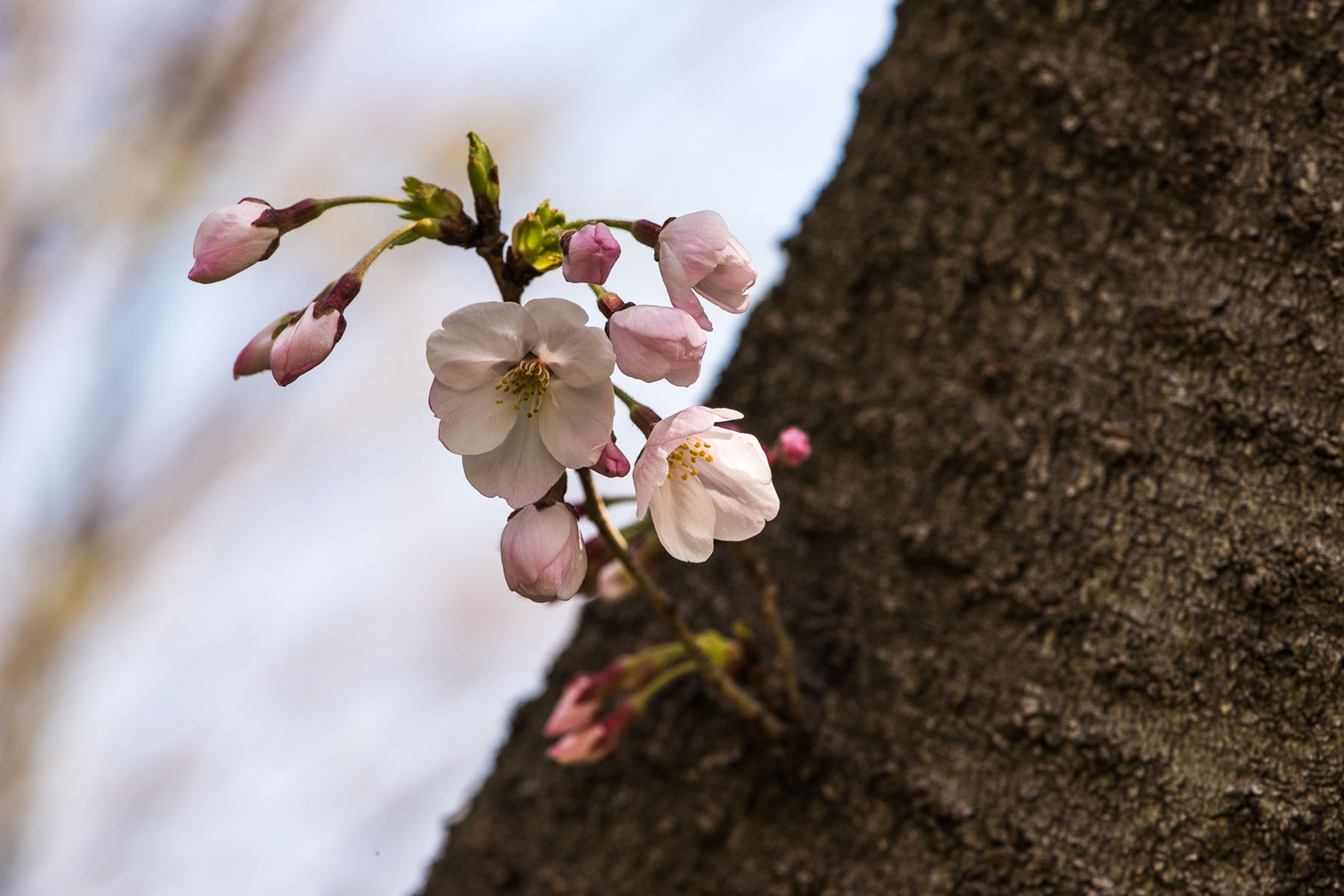 丸墓山古墳の桜 さきたま古墳公園