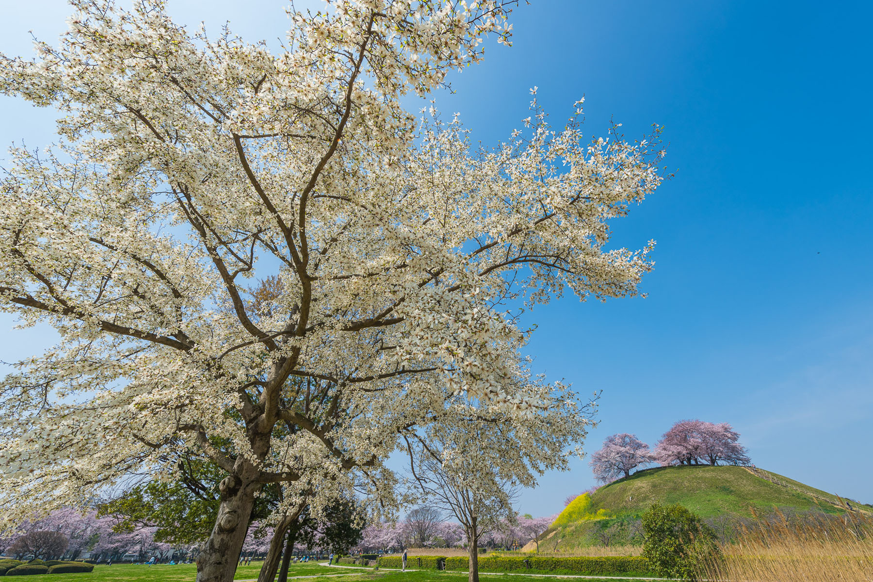 丸墓山古墳の桜 さきたま古墳公園