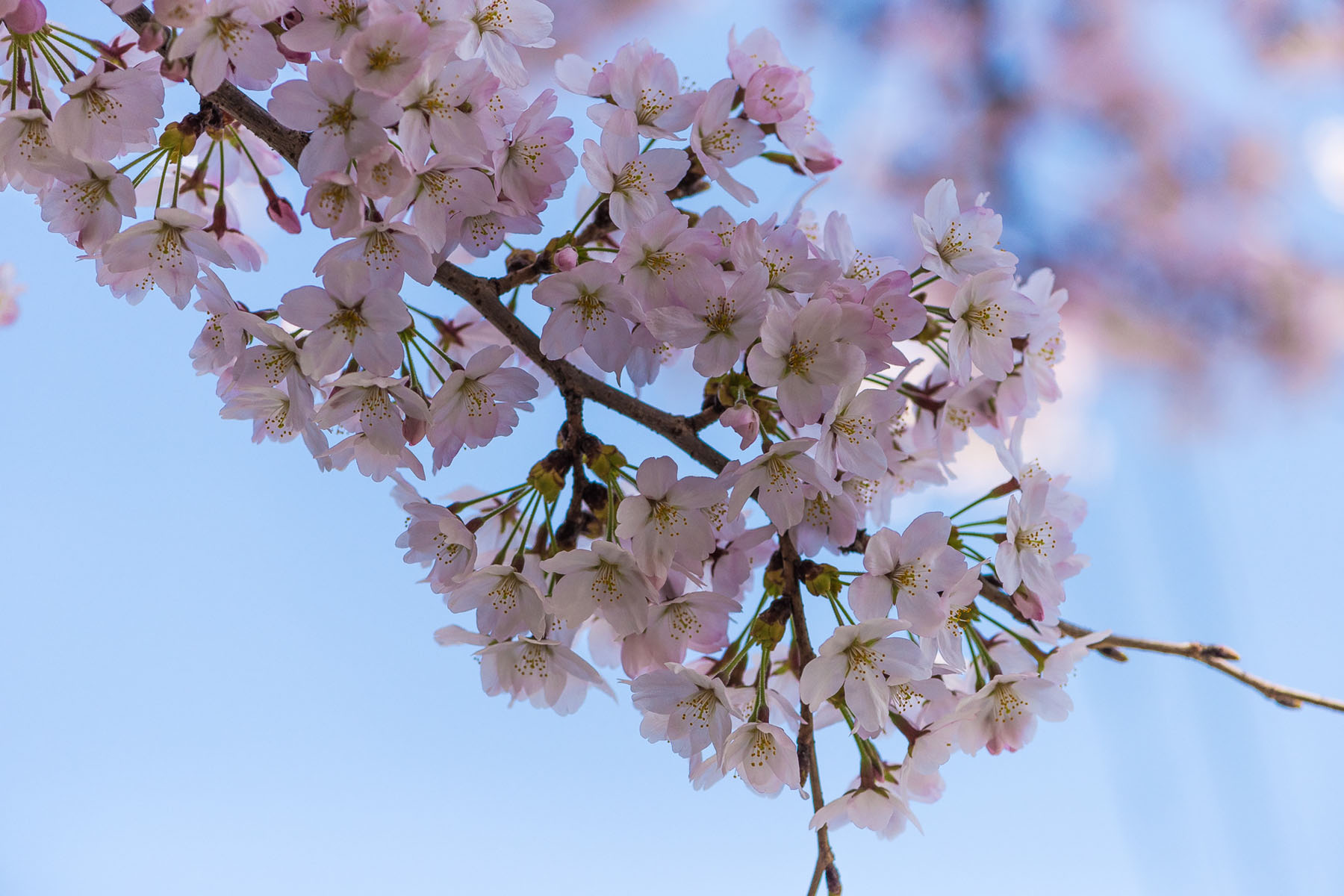 丸墓山古墳の桜 さきたま古墳公園