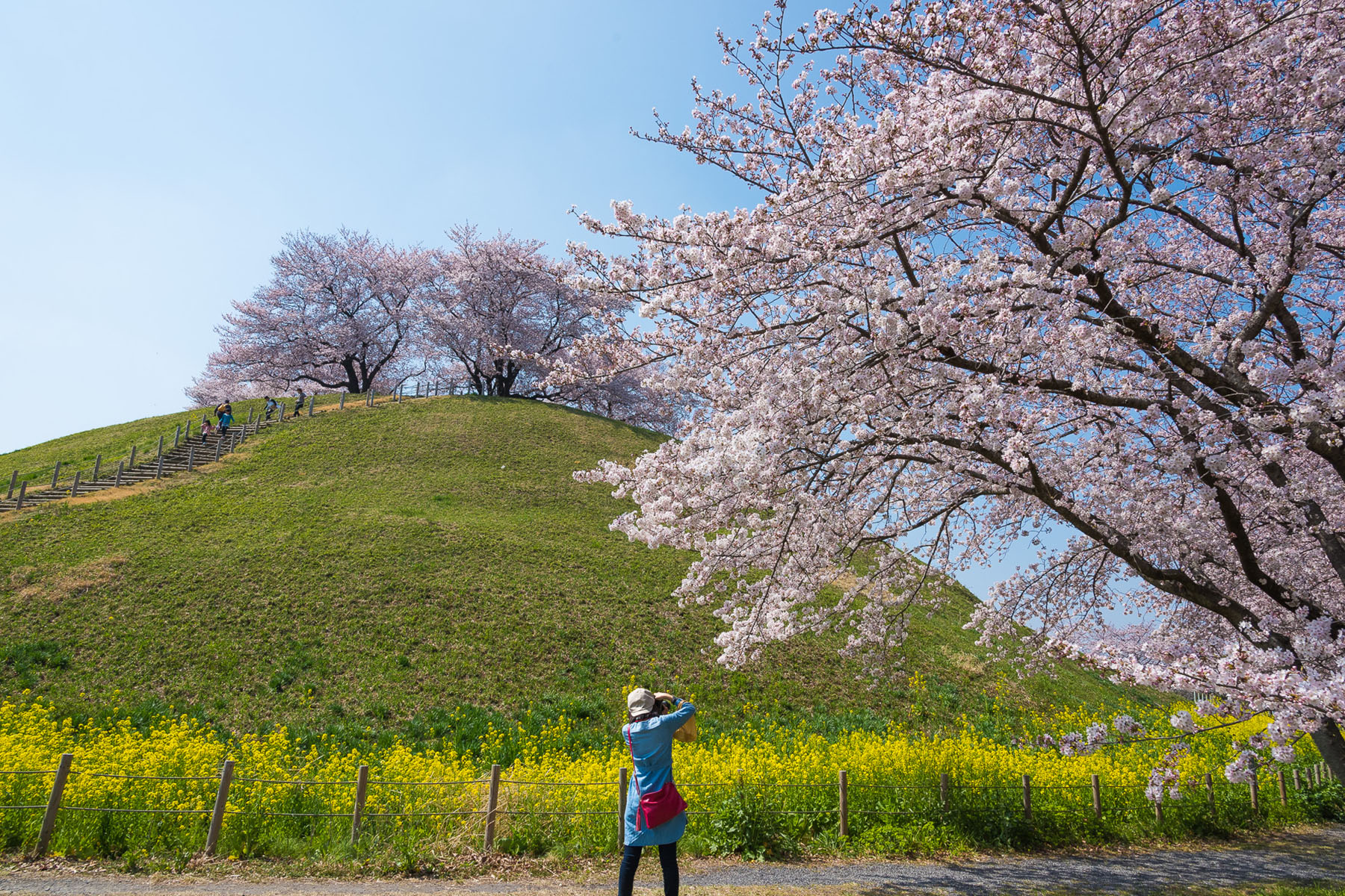 丸墓山古墳の桜 さきたま古墳公園