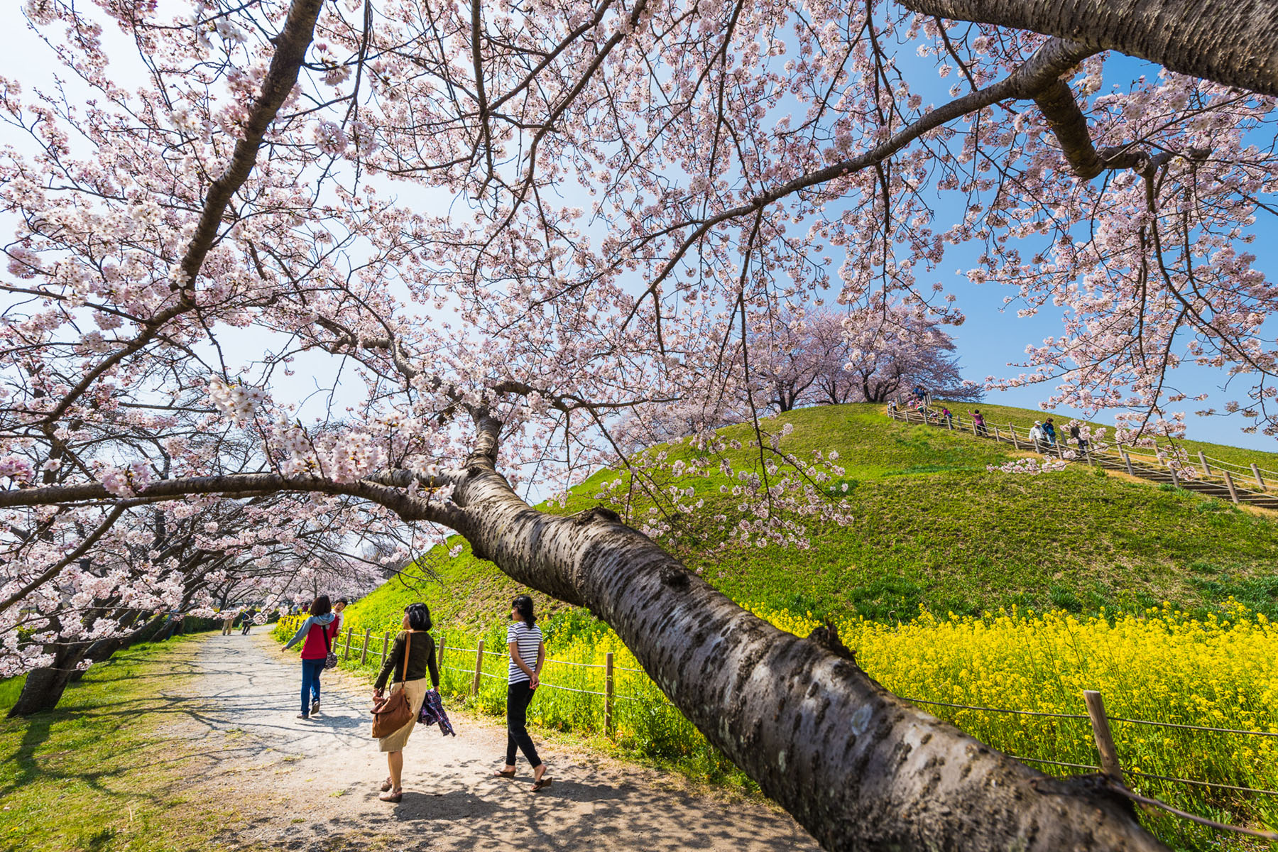 丸墓山古墳の桜 さきたま古墳公園