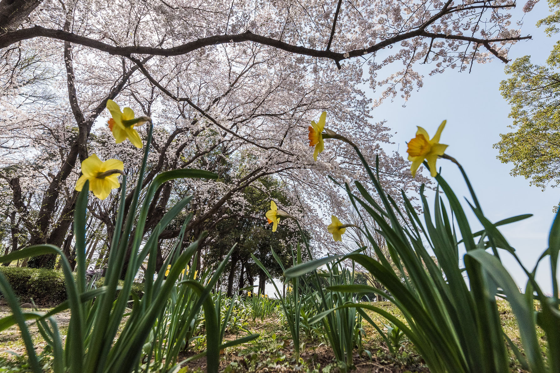 丸墓山古墳の桜 さきたま古墳公園