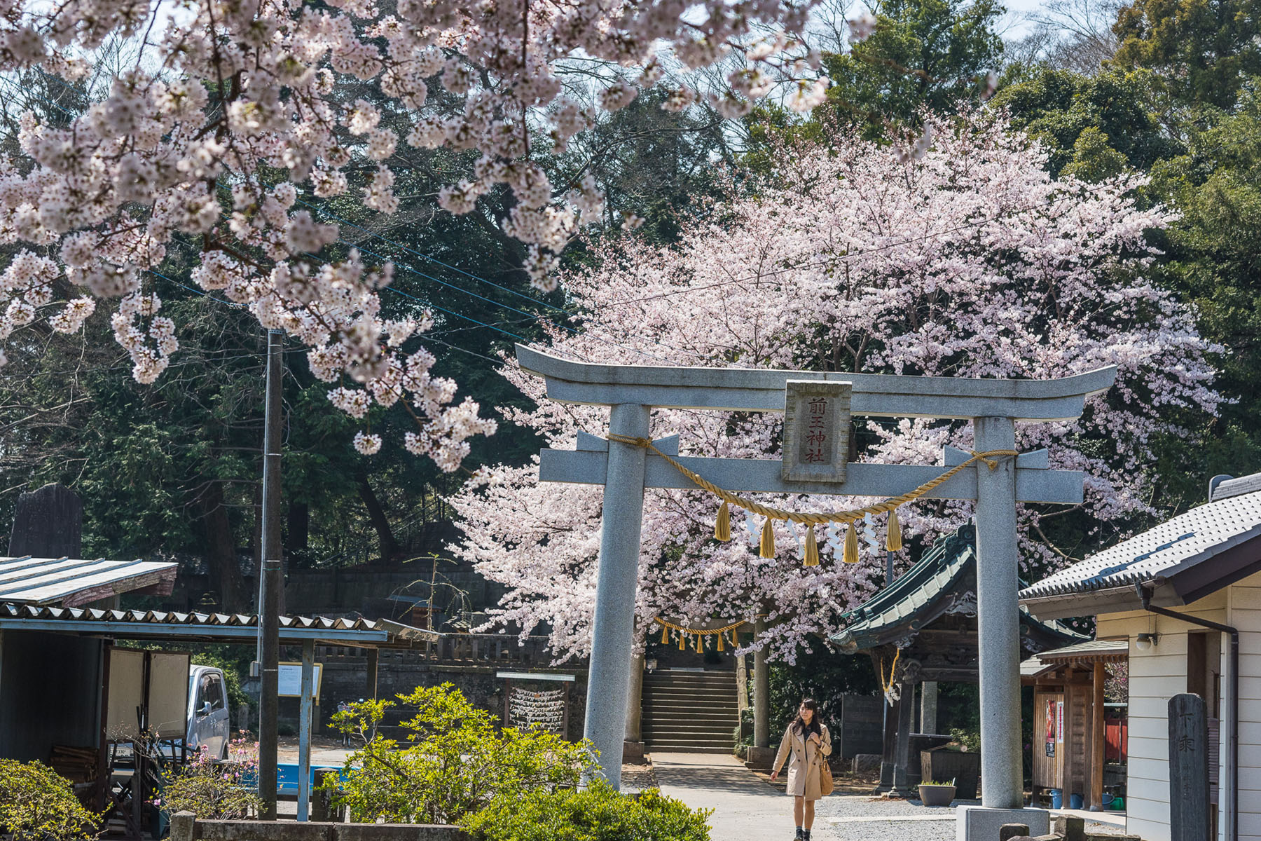 丸墓山古墳の桜 さきたま古墳公園