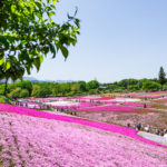 芝桜まつり 秩父市羊山公園「芝桜の丘」