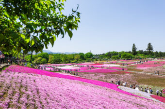 芝桜まつり