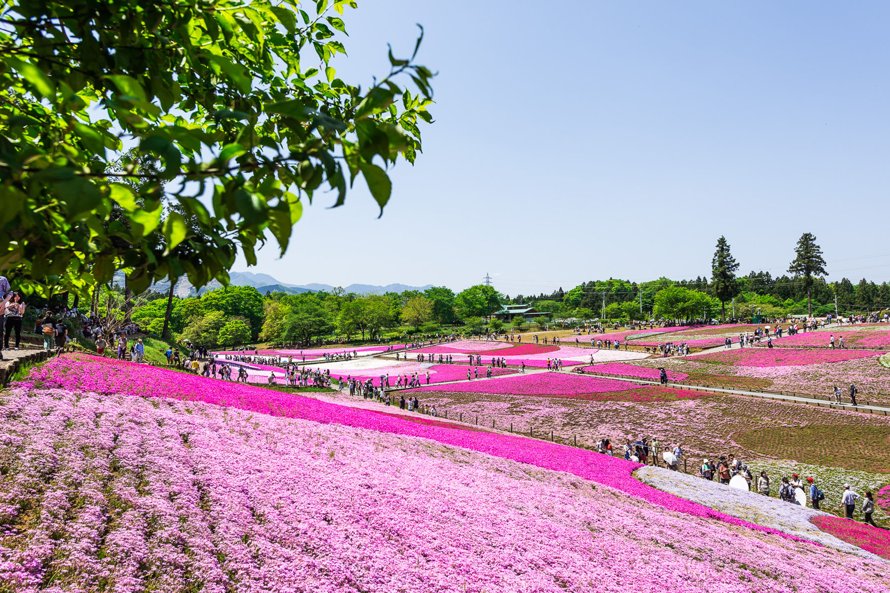 芝桜まつり 秩父市羊山公園「芝桜の丘」