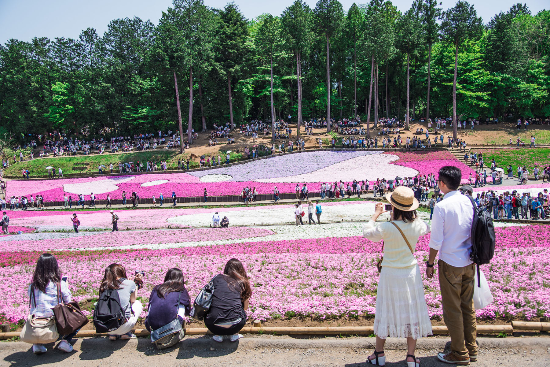 芝桜まつり 秩父市羊山公園「芝桜の丘」