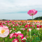 ポピー・ハッピースクエア （こうのす花まつり） 馬室荒川河川敷