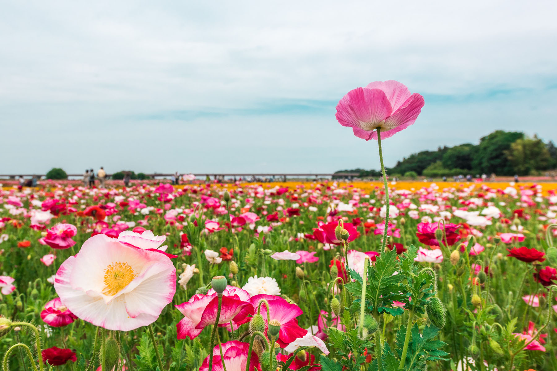 ポピー・ハッピースクエア （こうのす花まつり） 馬室荒川河川敷