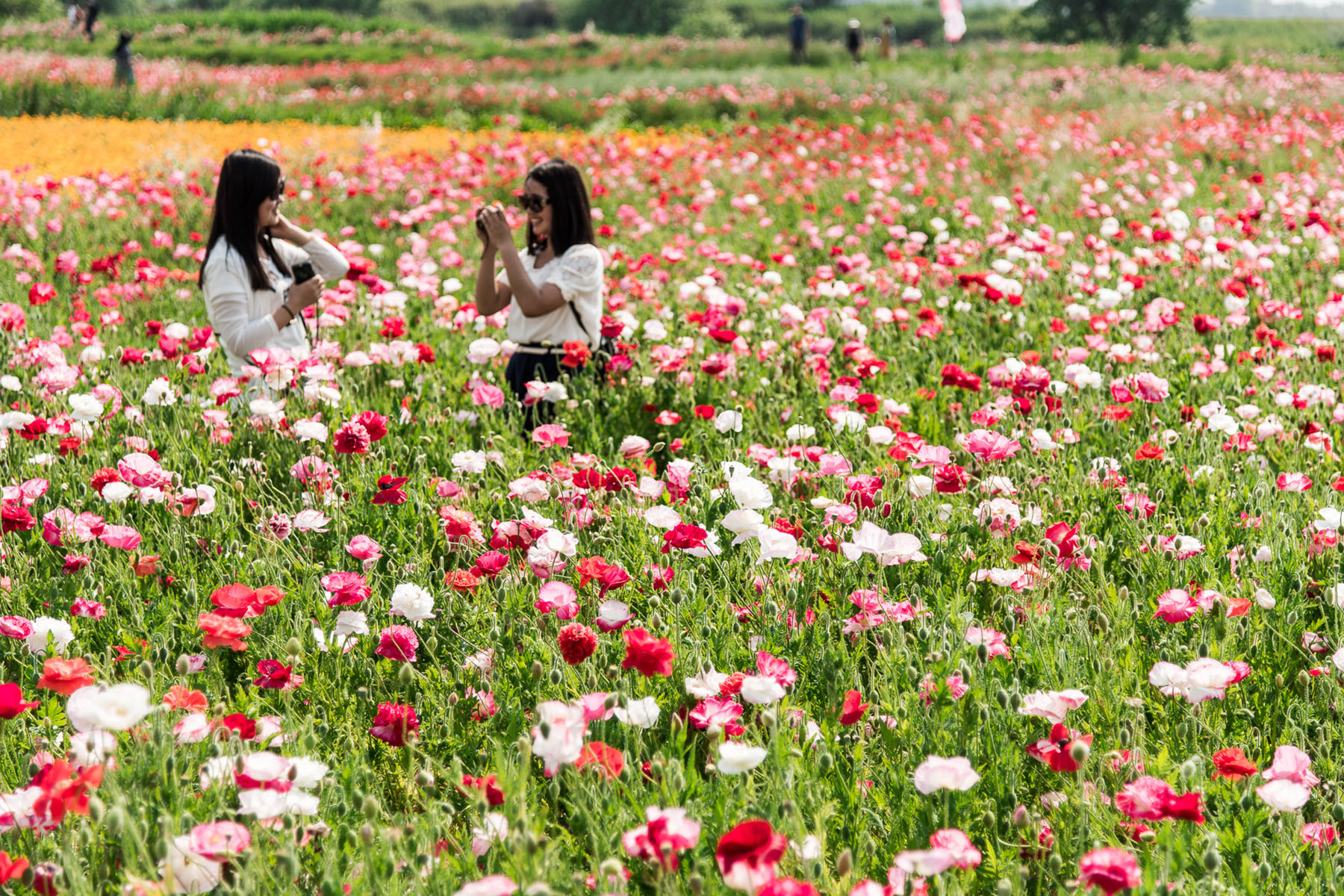 ポピー・ハッピースクエア （こうのす花まつり） 馬室荒川河川敷