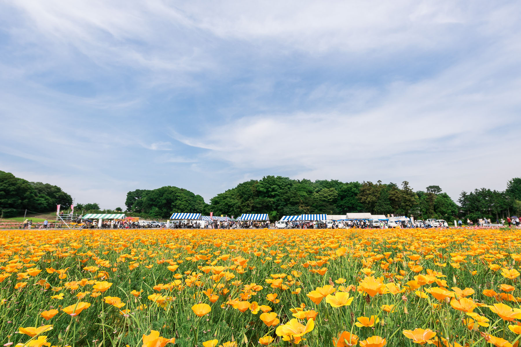 ポピー・ハッピースクエア （こうのす花まつり） 馬室荒川河川敷