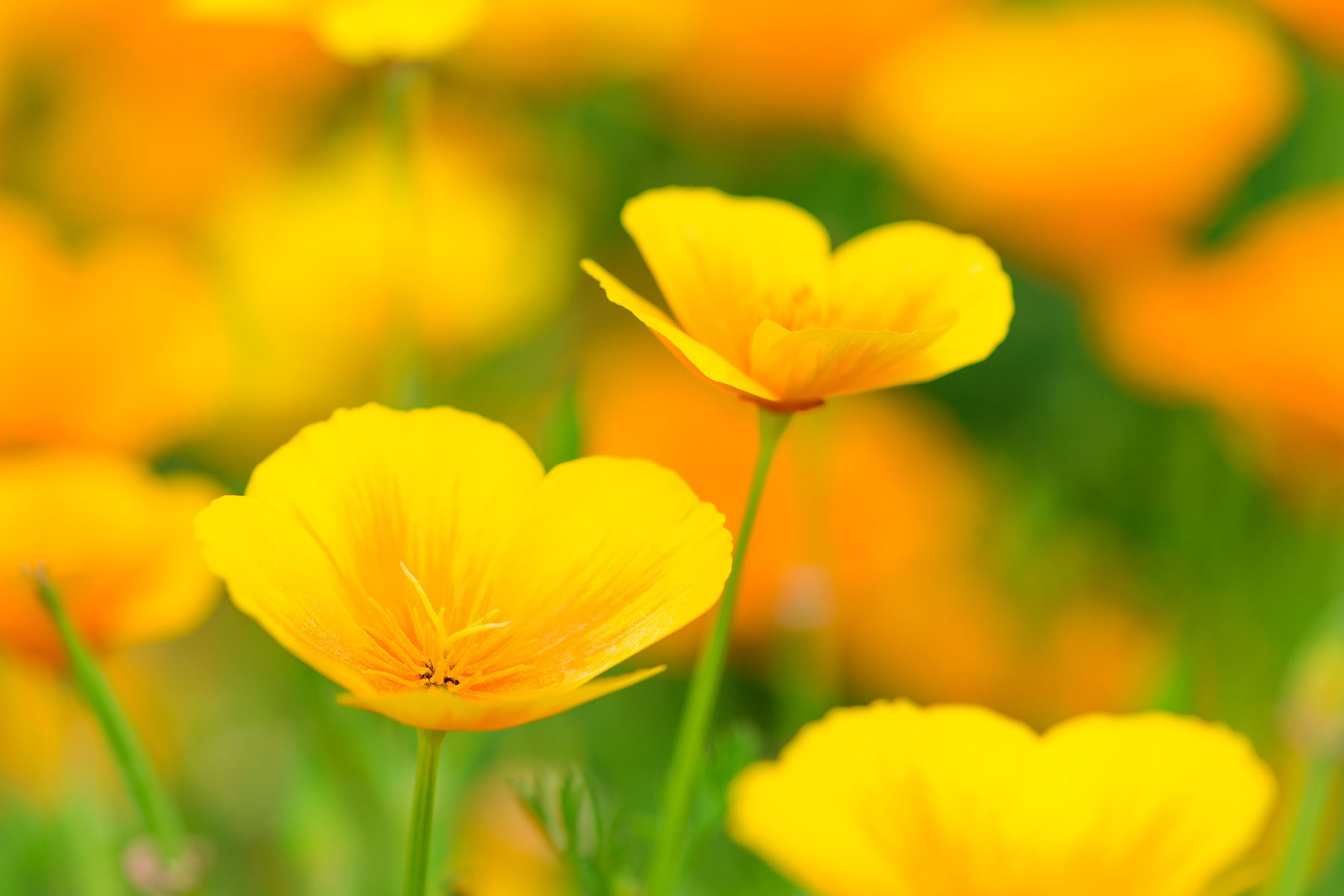 ポピー・ハッピースクエア （こうのす花まつり） 馬室荒川河川敷