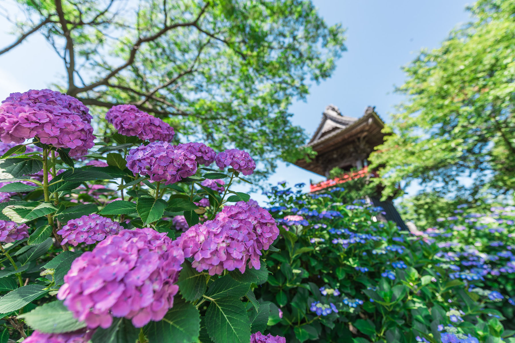 能護寺（あじさい寺） 能護寺の境内