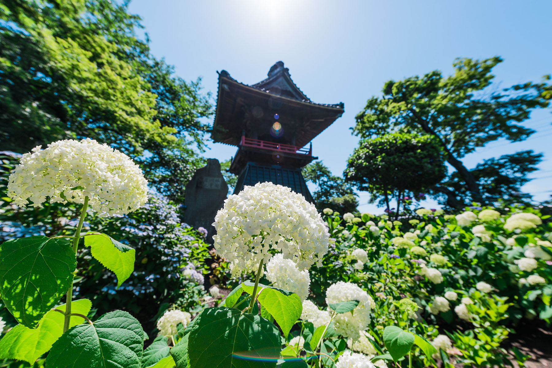 能護寺（あじさい寺） 能護寺の境内