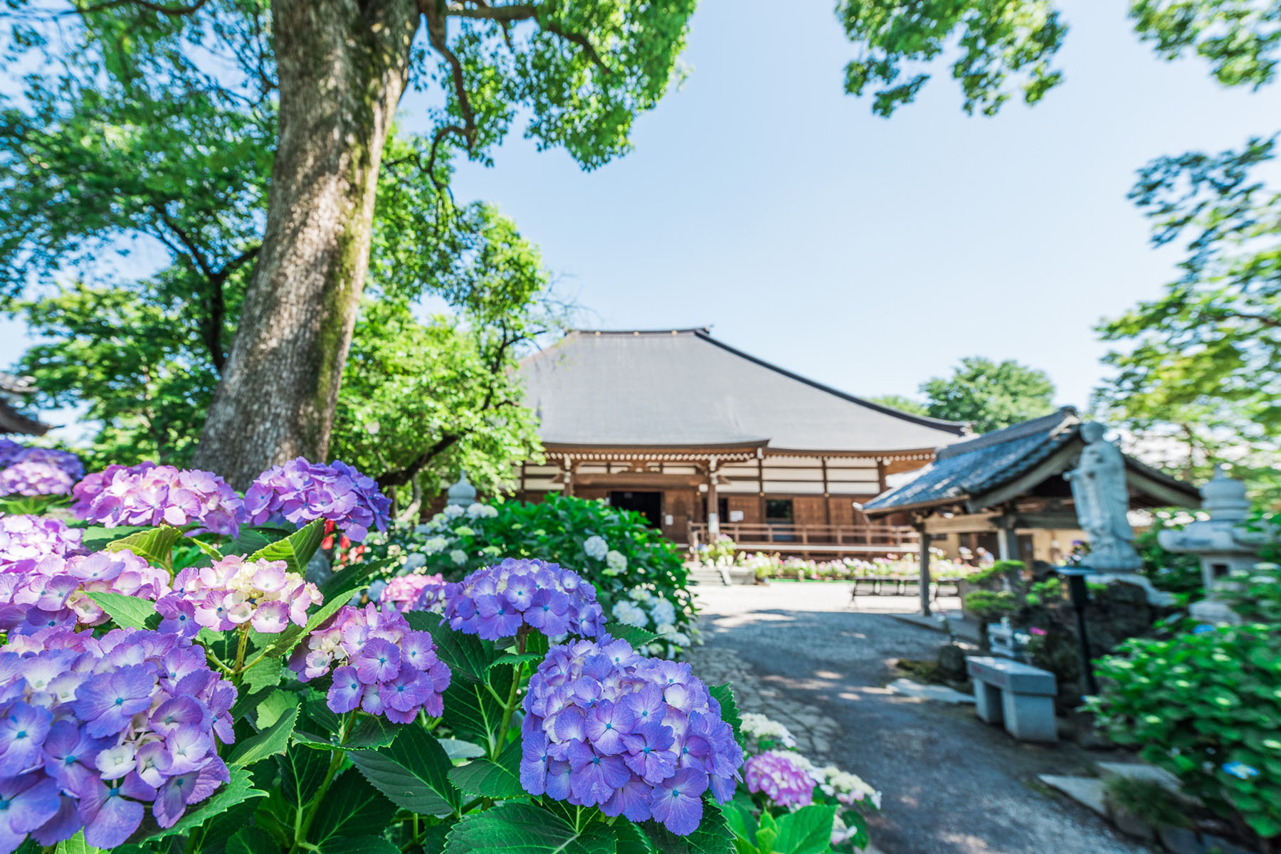 能護寺（あじさい寺） 能護寺の境内