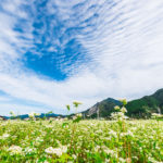 ちちぶ荒川秋そばの花見まつり ちちぶ花見の里