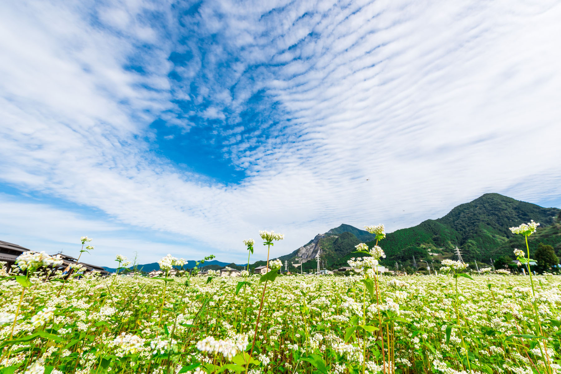 ちちぶ荒川秋そばの花見まつり ちちぶ花見の里