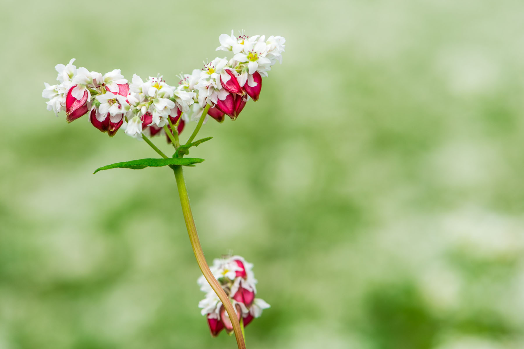 ちちぶ荒川秋そばの花見まつり ちちぶ花見の里