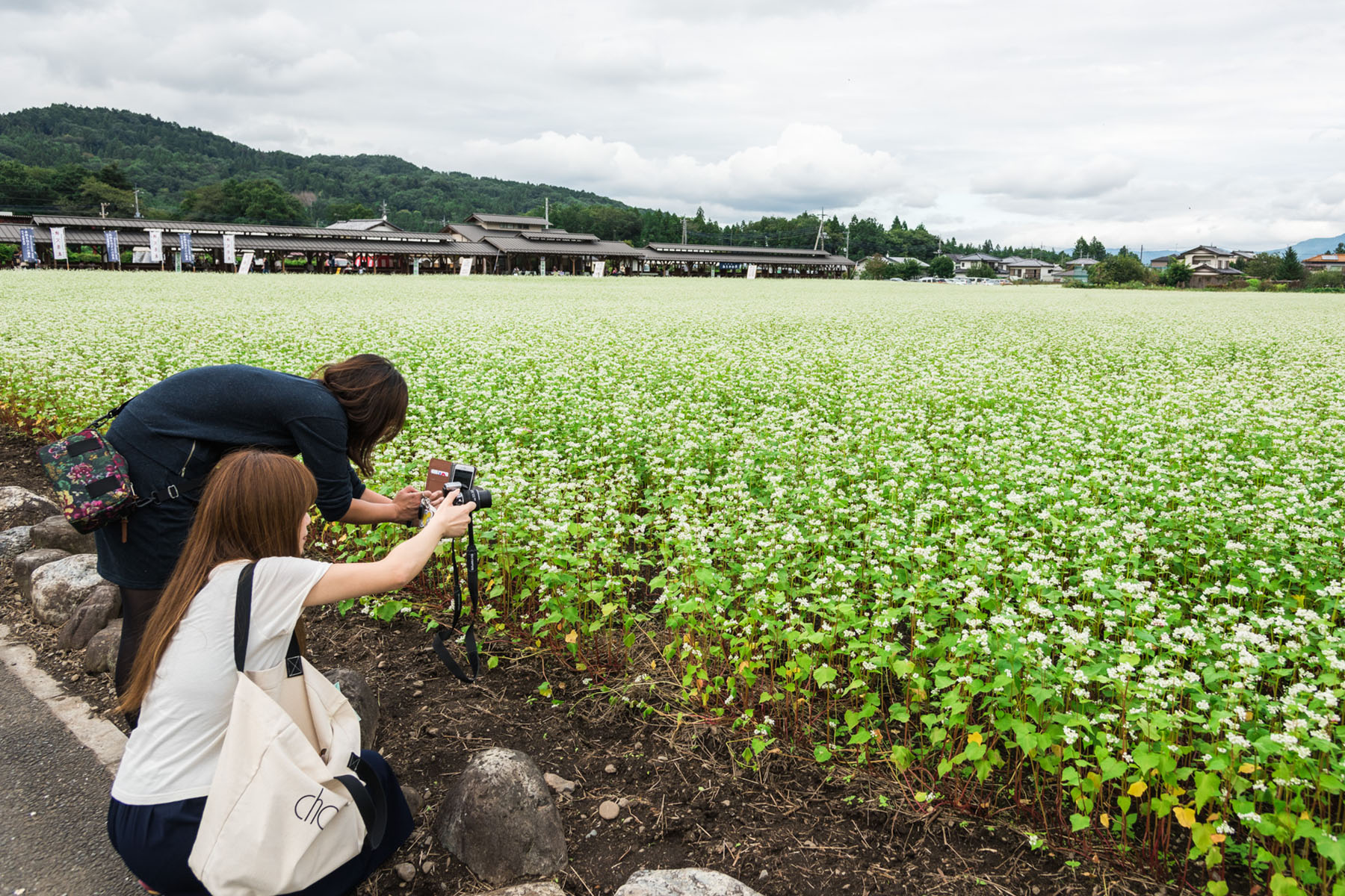 ちちぶ荒川秋そばの花見まつり ちちぶ花見の里