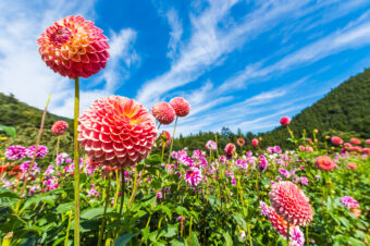 両神山麓花の郷ダリア園