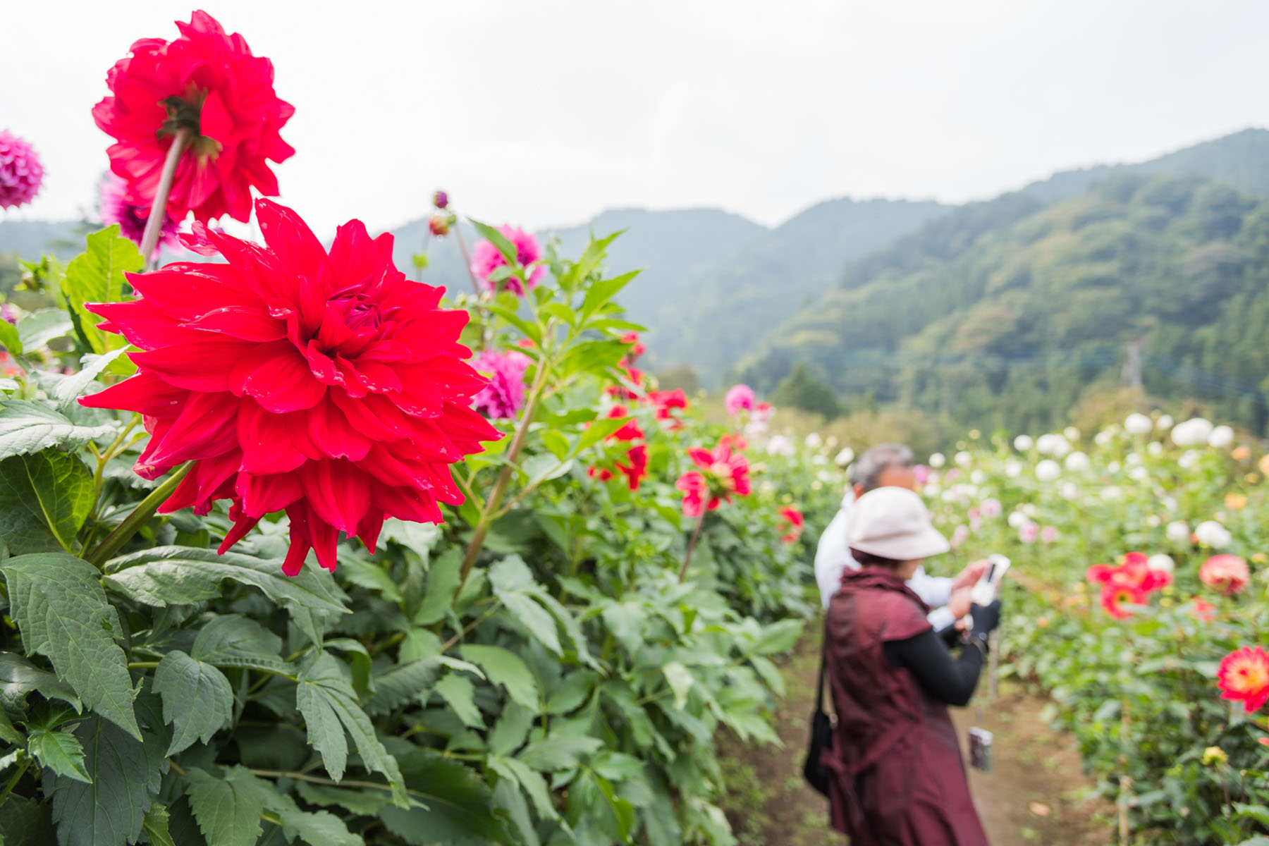 両神山麓花の郷ダリア園 秩父小鹿野町両神薄