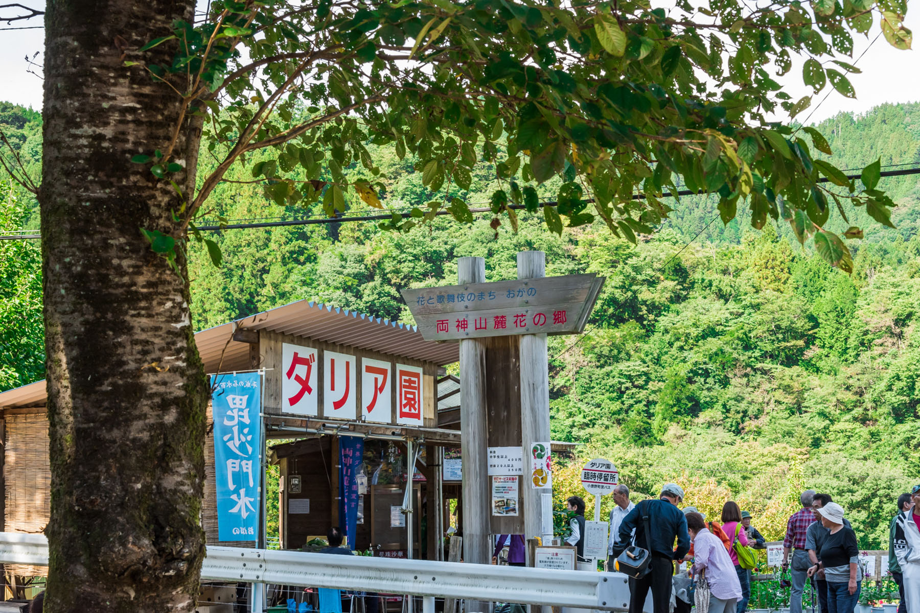 両神山麓花の郷ダリア園 秩父小鹿野町両神薄