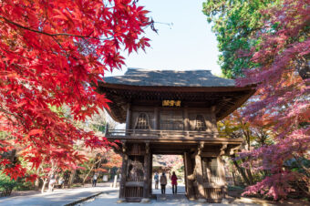 平林寺の紅葉