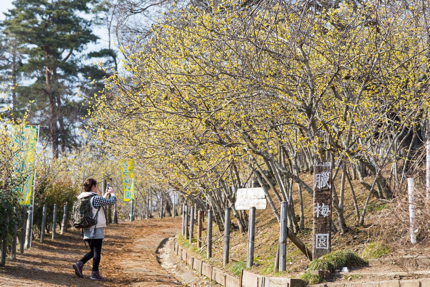 宝登山の臘梅（ロウバイ） 長瀞町宝登山ロウバイ園