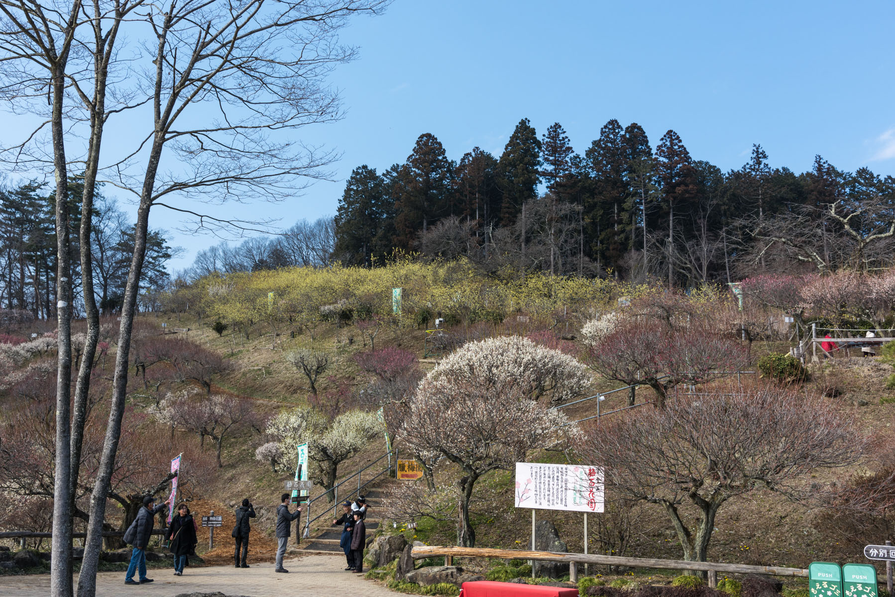 宝登山の臘梅（ロウバイ） 長瀞町宝登山ロウバイ園