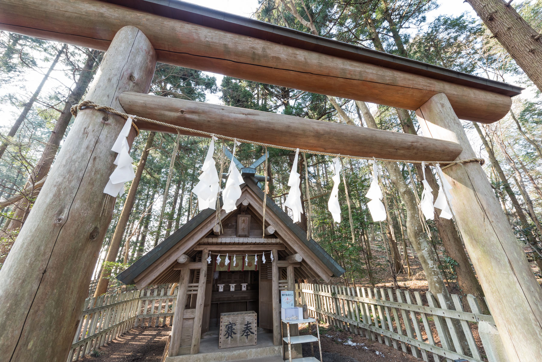 宝登山の臘梅（ロウバイ） 長瀞町宝登山ロウバイ園