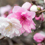 ときがわ 花桃の里 八幡神社周辺