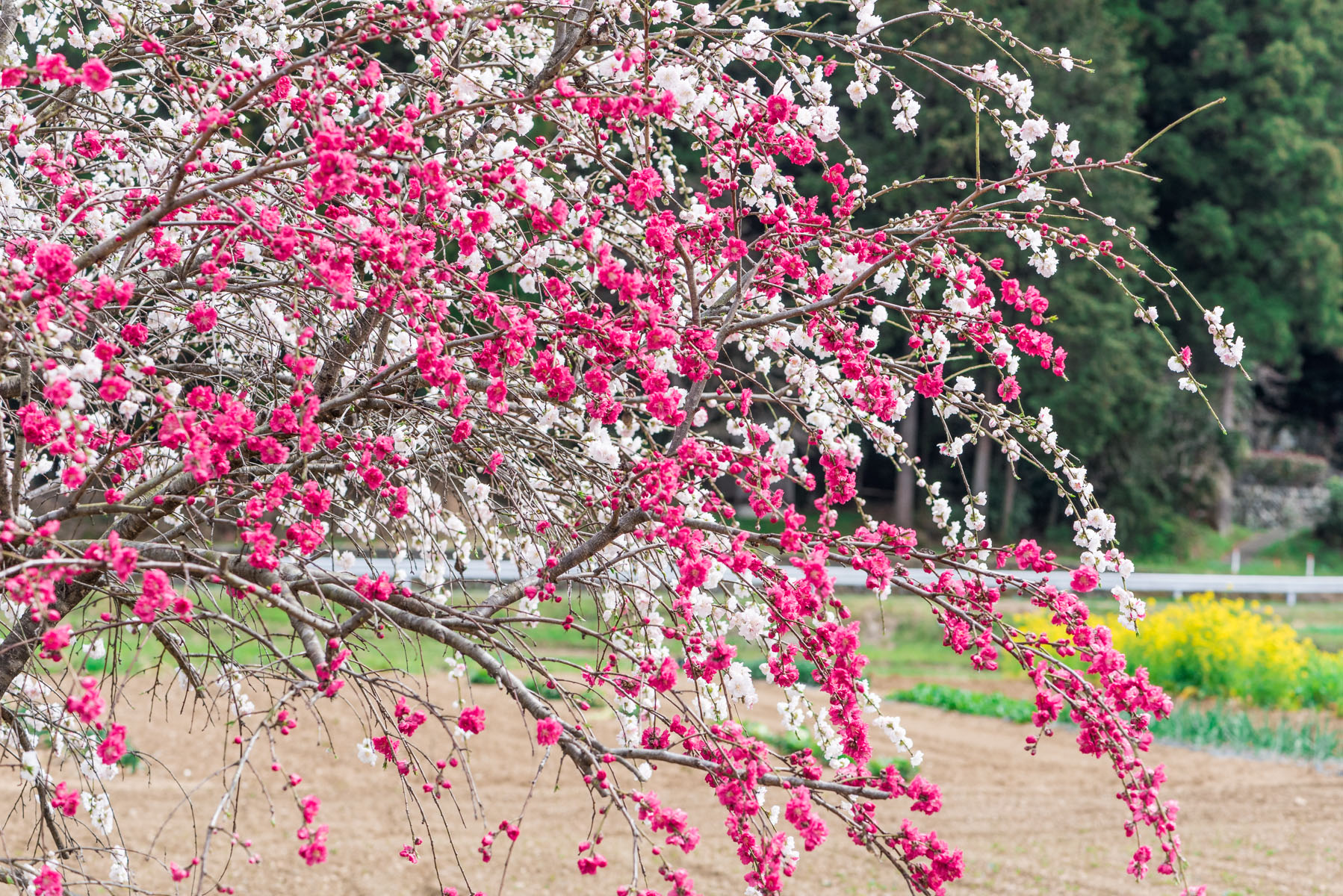 ときがわ 花桃の里 八幡神社周辺