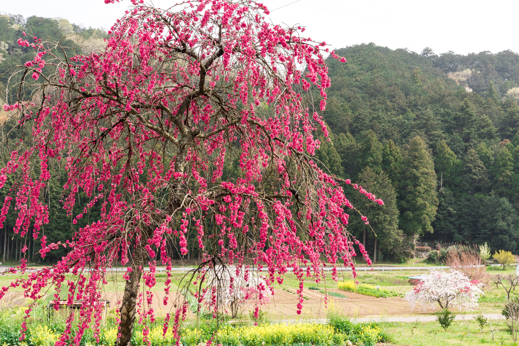 ときがわ 花桃の里 八幡神社周辺