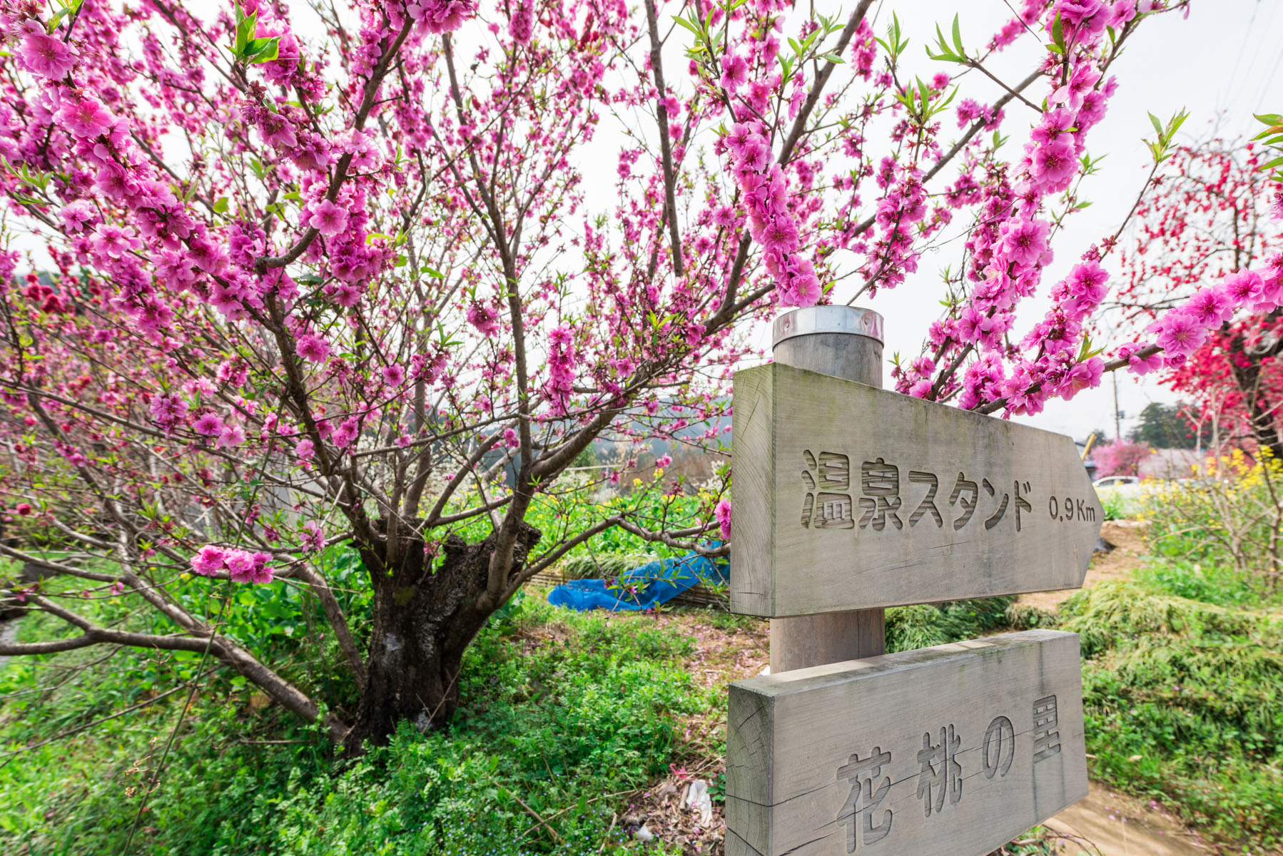 ときがわ 花桃の里 八幡神社周辺