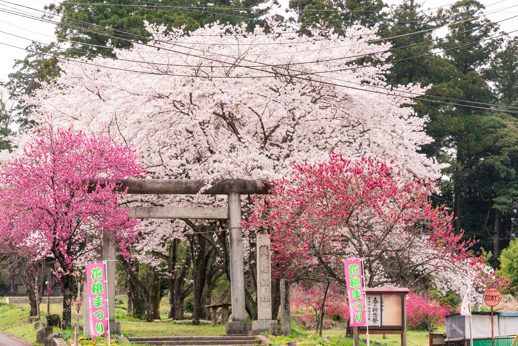 ときがわ 花桃の里 八幡神社周辺